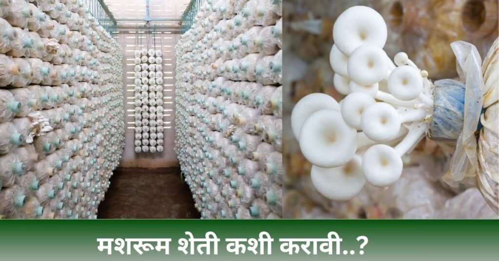 Mushroom Farming