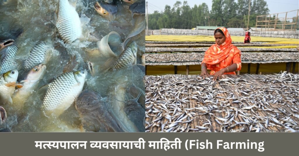 Fish Farming Business