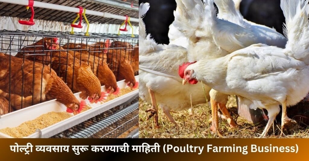 Poultry Farming Business