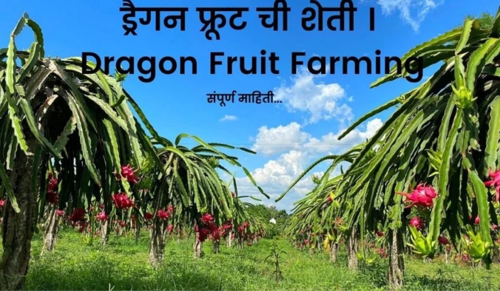 Dragon Fruit farming