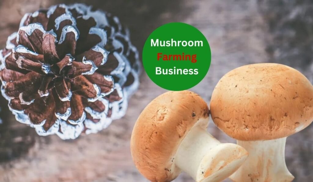Mushroom Farming Business